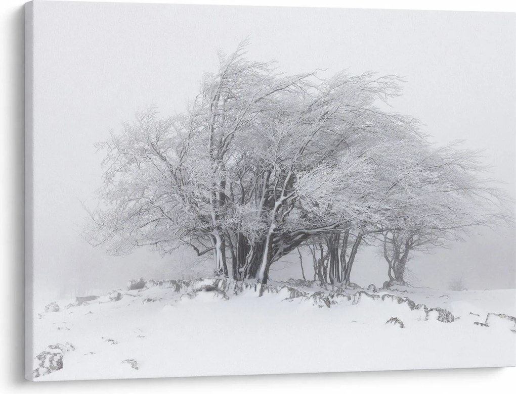 Obraz - Biela zima (70x50 cm)