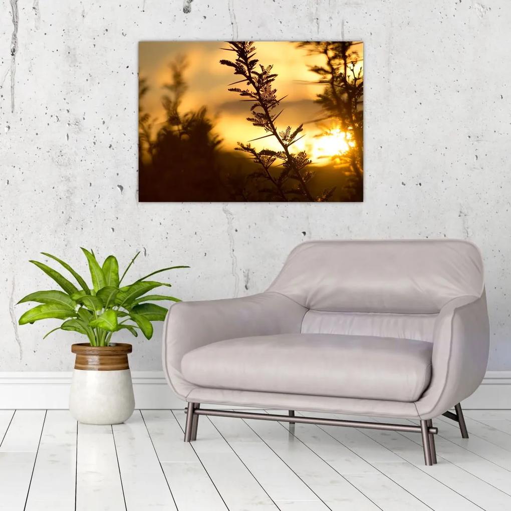 Sklenený obraz - Slnko zapadajúce za stromami (70x50 cm)