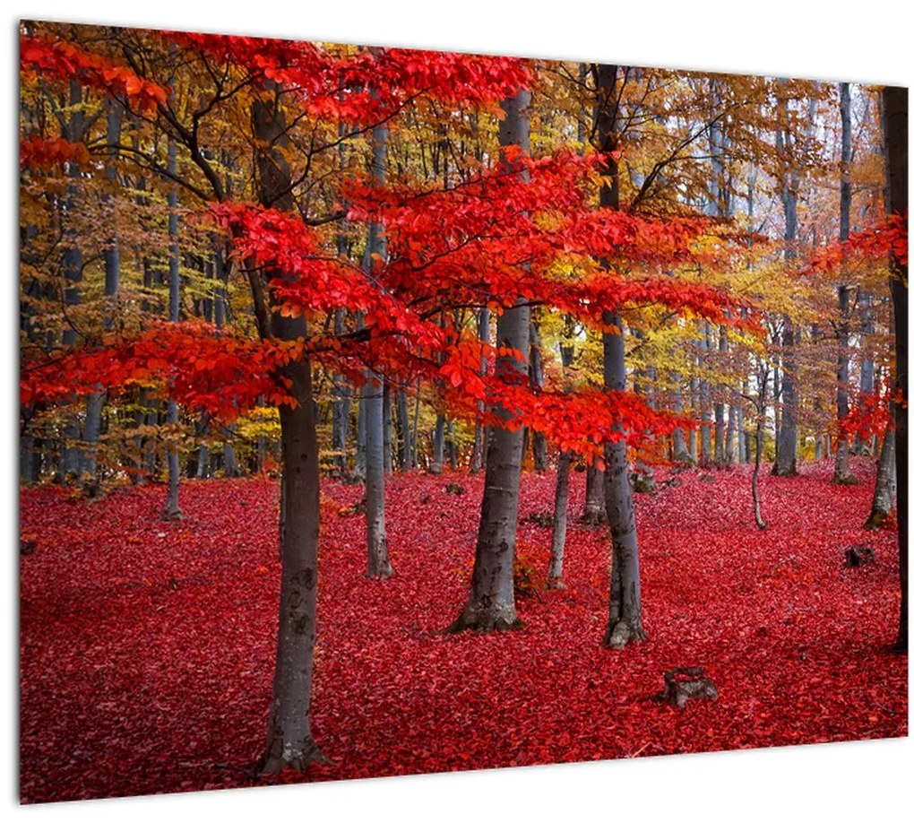 Sklenený obraz - Červený les (70x50 cm)