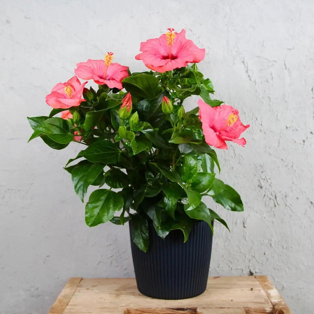 Hibiscus Ibištek čínsky rosa sinensis ružový