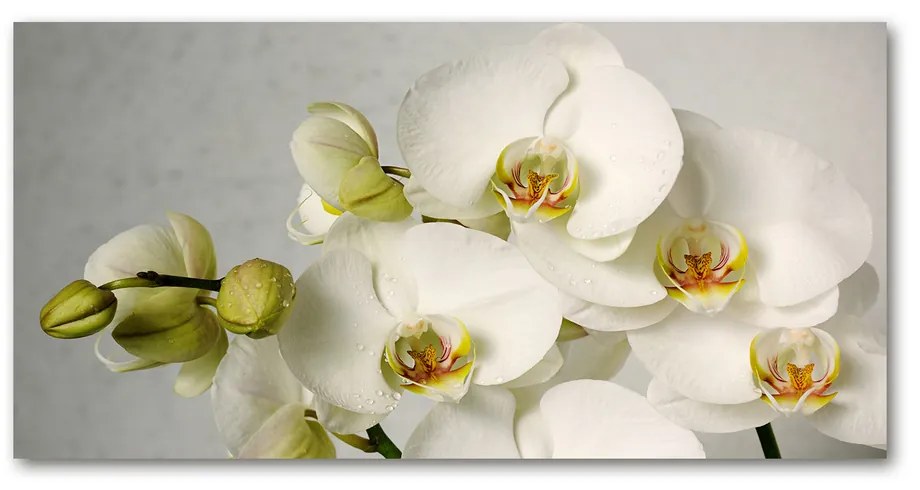 Foto obraz akrylový Biela orchidea pl-oa-140x70-f-67521473