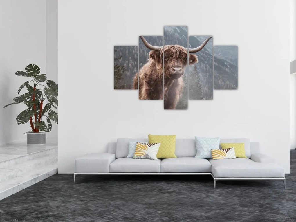 Obraz - Highlander krava (150x105 cm)