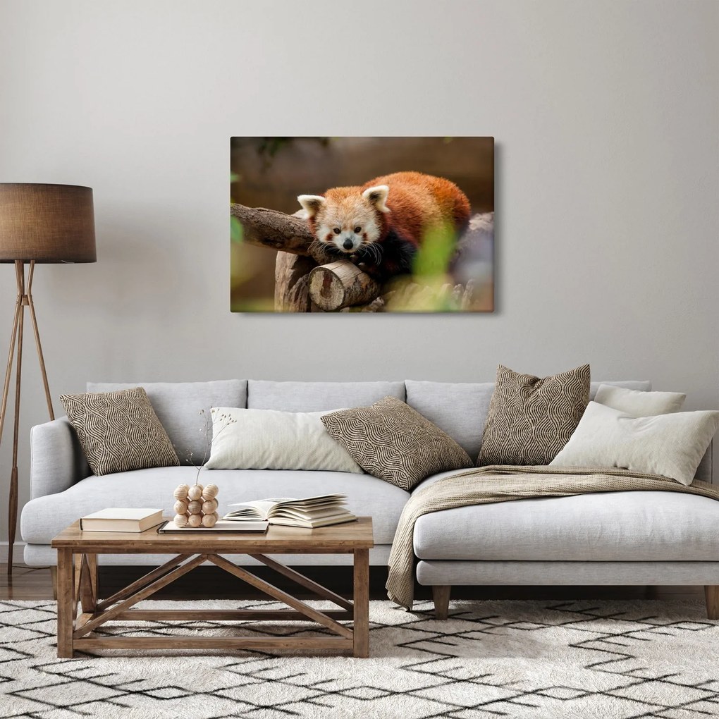 Obraz pandy červenej (90x60 cm)