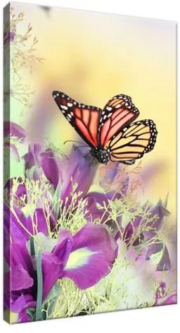 Obraz na plátne Full color butterfly 20x30cm 1239A_1S