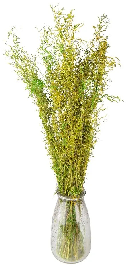 Dekorácia zelená sušená kvetina - 90 cm (50 gr)