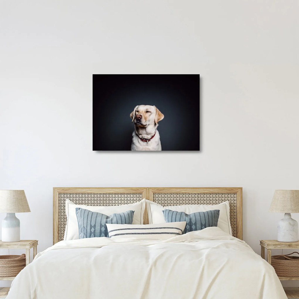 Sklenený obraz labradora (70x50 cm)