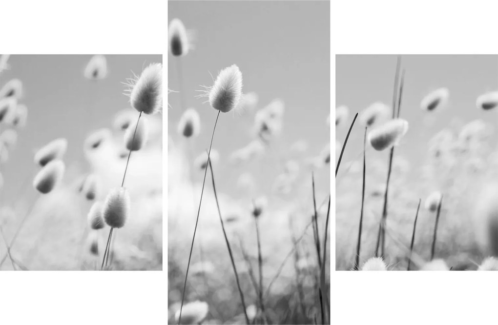 Obraz - Boho bunny tail grass (90x60 cm)