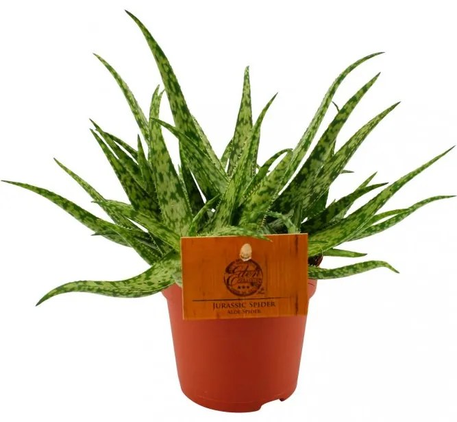 Aloe jurassic spider