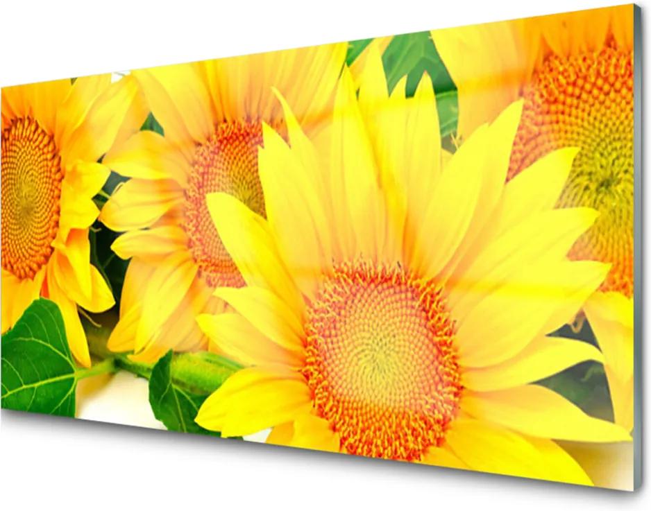 Obraz plexi Slnečnica Kvet Príroda