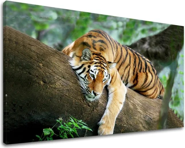 Obraz na stenu ZVIERATÁ ZV034E11