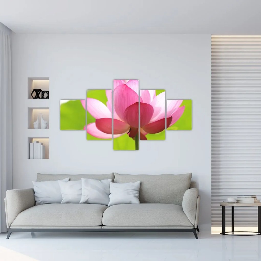 Obraz kvetu Lotusu (125x70 cm), 40 ďalších rozmerov