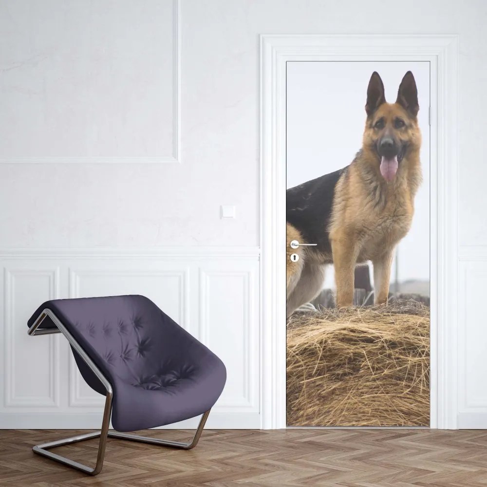 GLIX Fototapeta na dvere - German Shepherd Dog