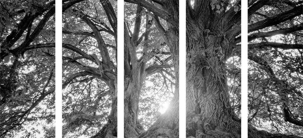 5-dielny obraz čiernobiele majestátne stromy - 200x100
