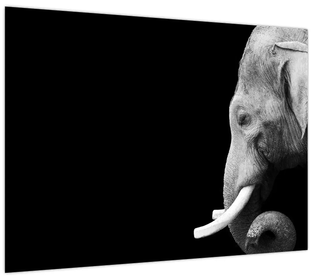 Sklenený obraz - Slon (70x50 cm)