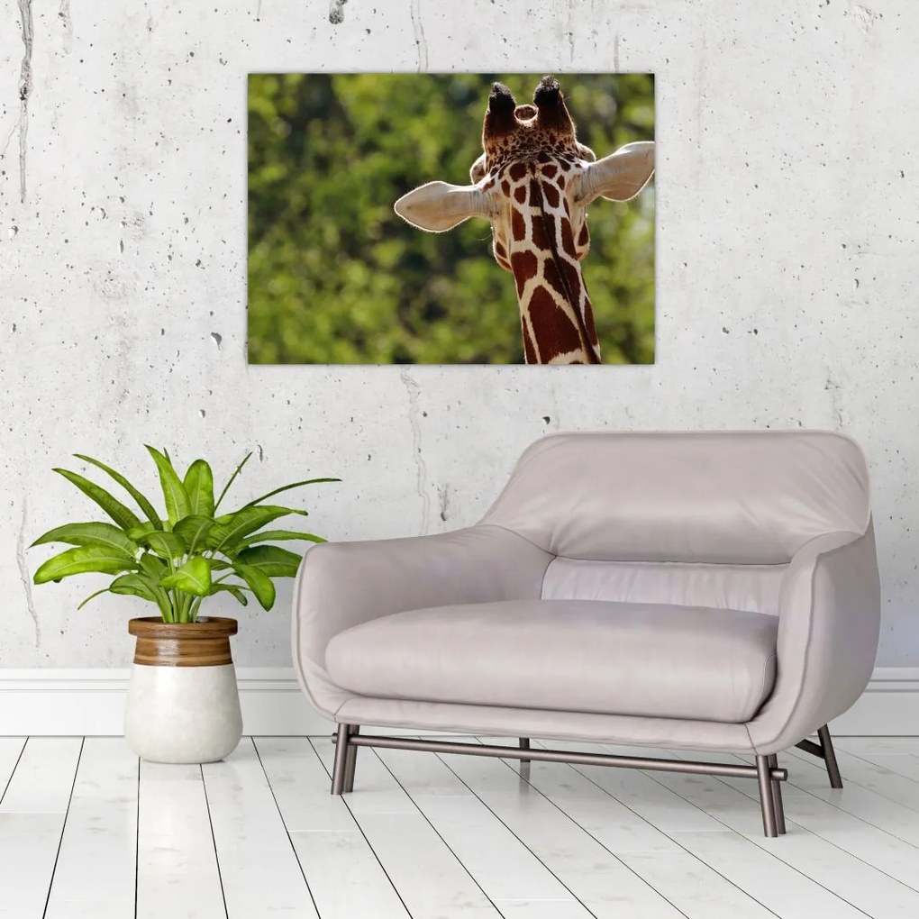 Sklenený obraz žirafy zozadu (70x50 cm)