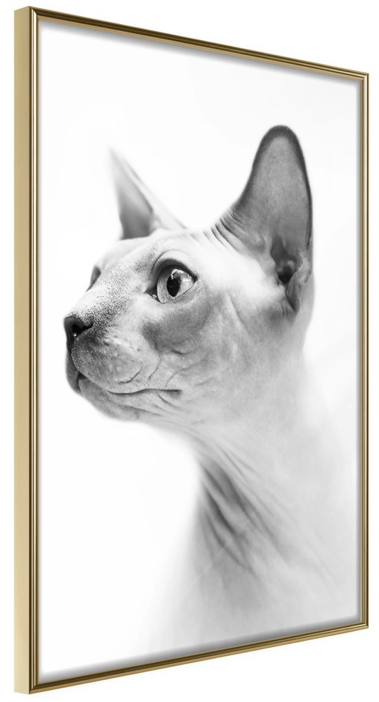 Artgeist Plagát - Hairless Cat [Poster] Veľkosť: 20x30, Verzia: Čierny rám s passe-partout