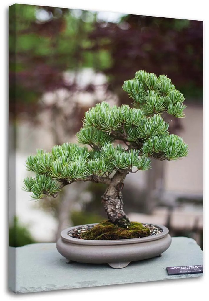 Gario Obraz na plátne Bonsai strom na kameňoch Rozmery: 40 x 60 cm