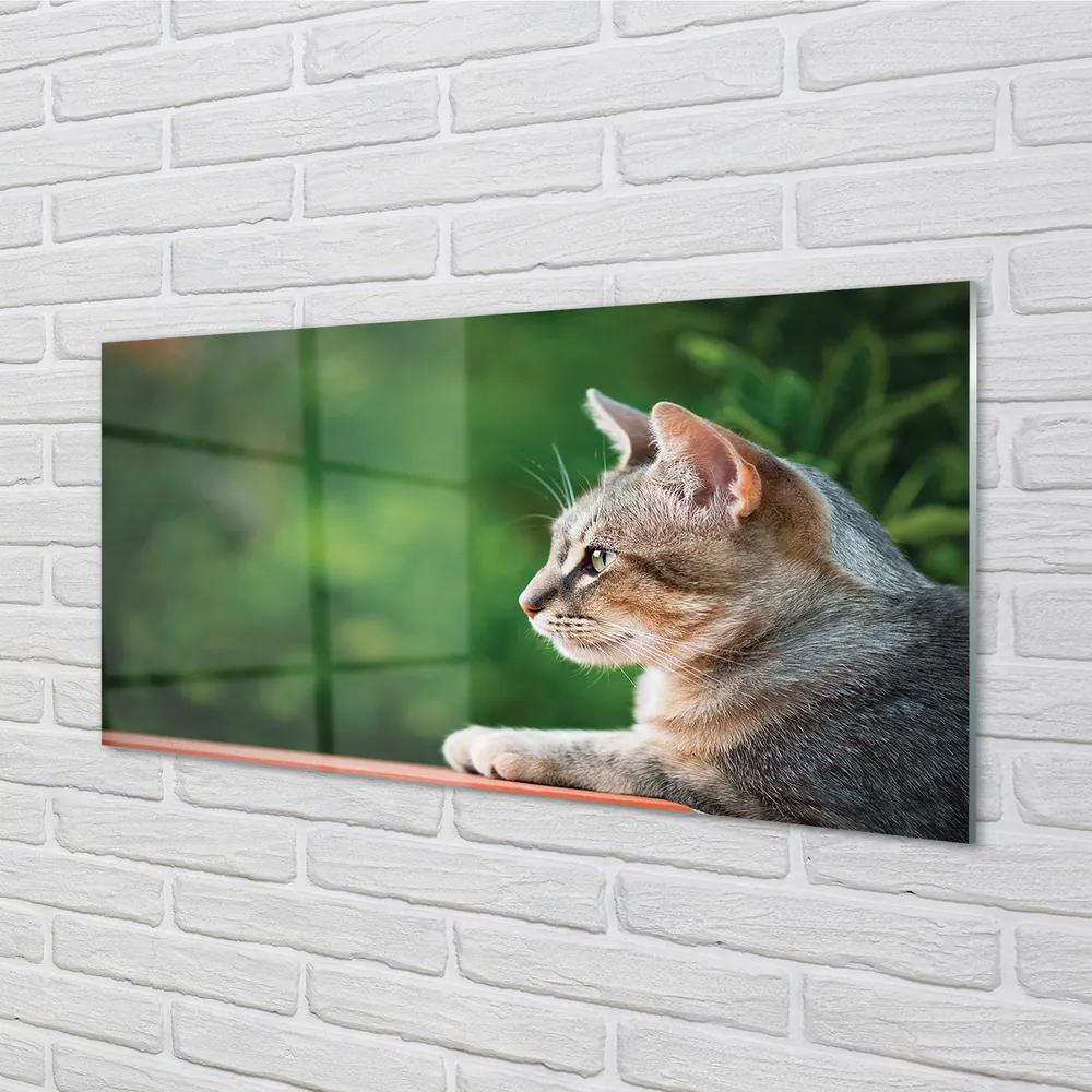 Obraz na akrylátovom skle Vyzerajúci mačka 140x70 cm