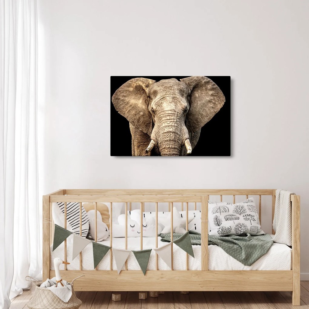 Obraz - Slon africký (90x60 cm)
