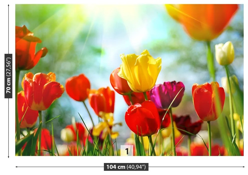 Fototapeta Vliesová Kvety tulipánov 250x104 cm