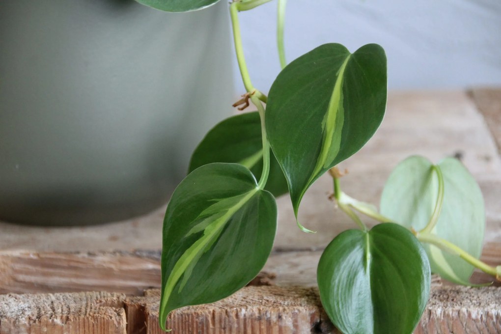 Philodendron Scandens Brasil