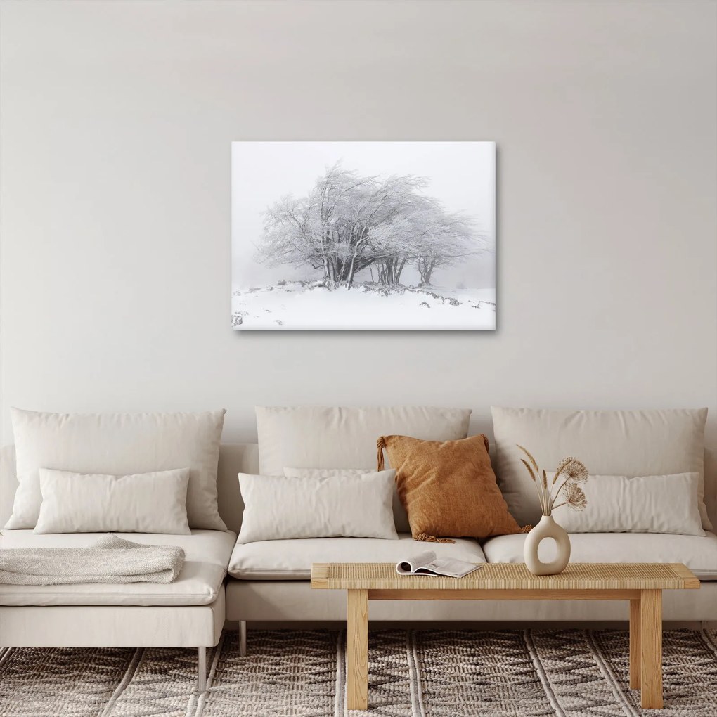 Obraz - Biela zima (70x50 cm)