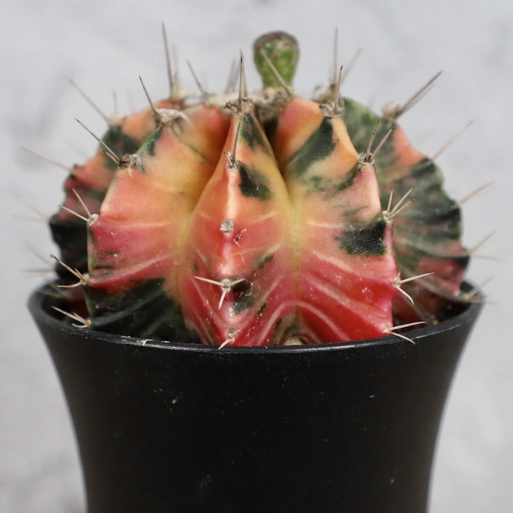 Gymnocalycium variegata