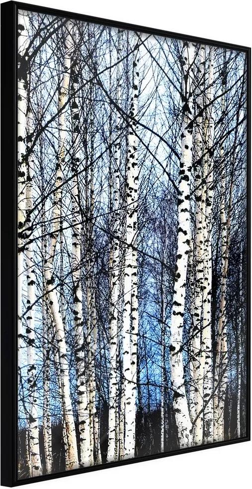 Plagát brezový les - Winter Birch Trees