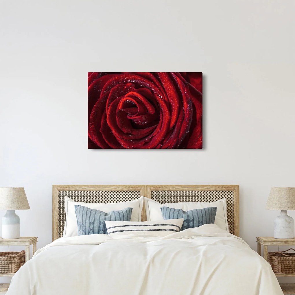 Obraz - Červená ruža s kvapkami rosy (90x60 cm)