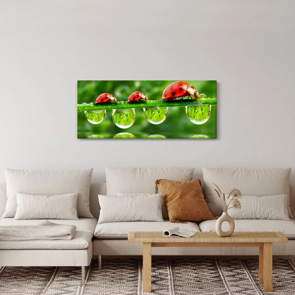 Obraz - Lienka sedembodková (120x50 cm)