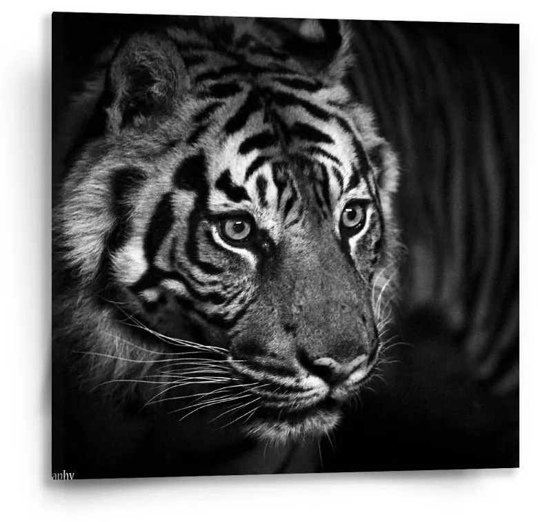 Sablio Obraz Čierno-biely tiger - 50x50 cm