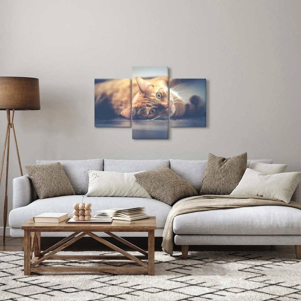 Obraz mačky na podlahe (90x60 cm)