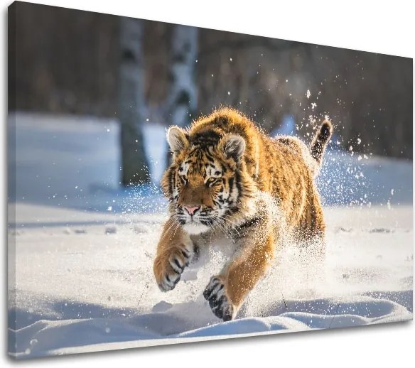 Obraz na stenu ZVIERATÁ_048-11