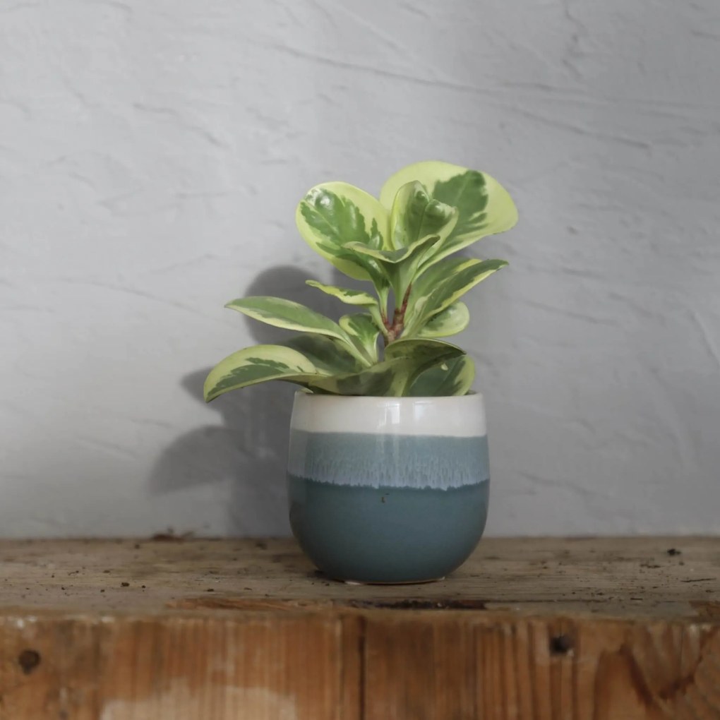 Peperomia Obtusifolia Variegata baby
