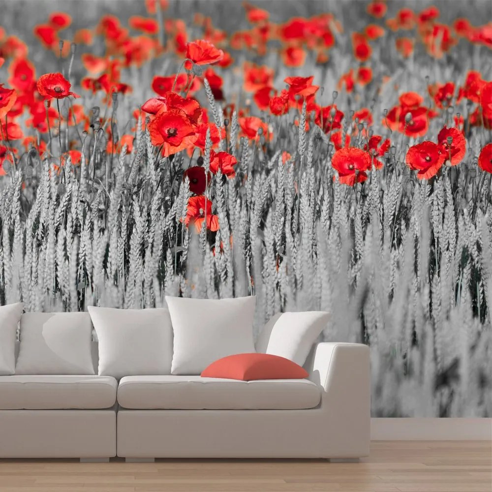 Fototapeta - Red poppies on black and white background 200x154