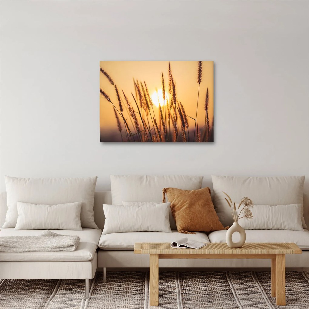 Obraz - Traviny na slnku (70x50 cm)