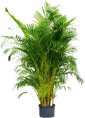 Dypsis Areca lutescens Tuft 28/19 výška 190 cm