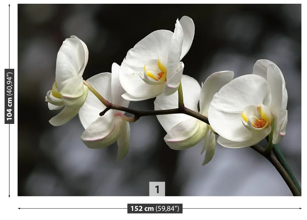 Fototapeta Vliesová Biela orchidea 104x70 cm