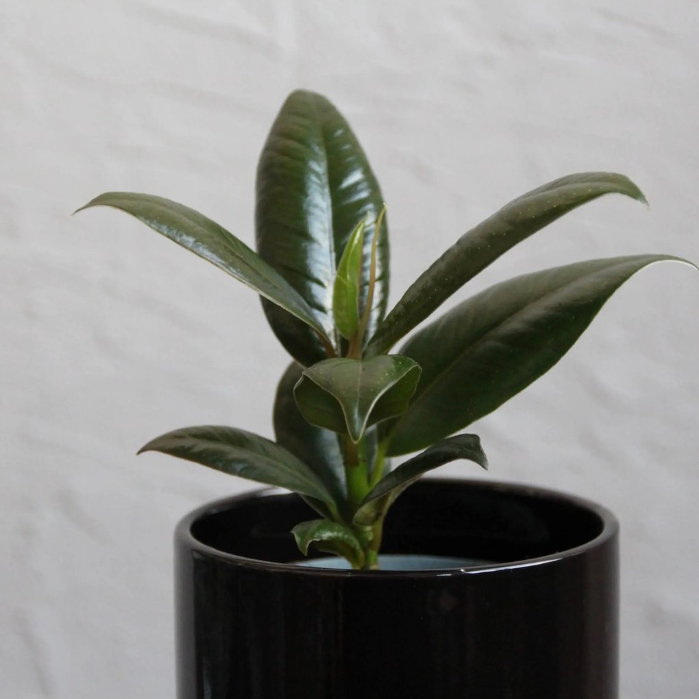 Ficus Elastica Small Form baby