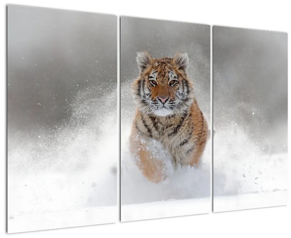 Obraz bežiaceho tigra