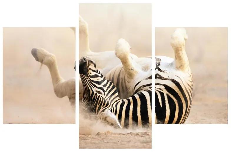 Obraz ležiacej zebry (90x60 cm)