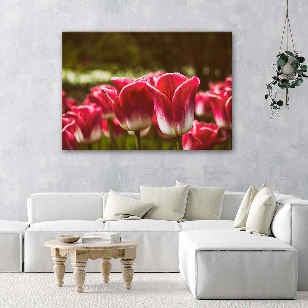 Gario Obraz na plátne Kvitnúce tulipány Rozmery: 60 x 40 cm