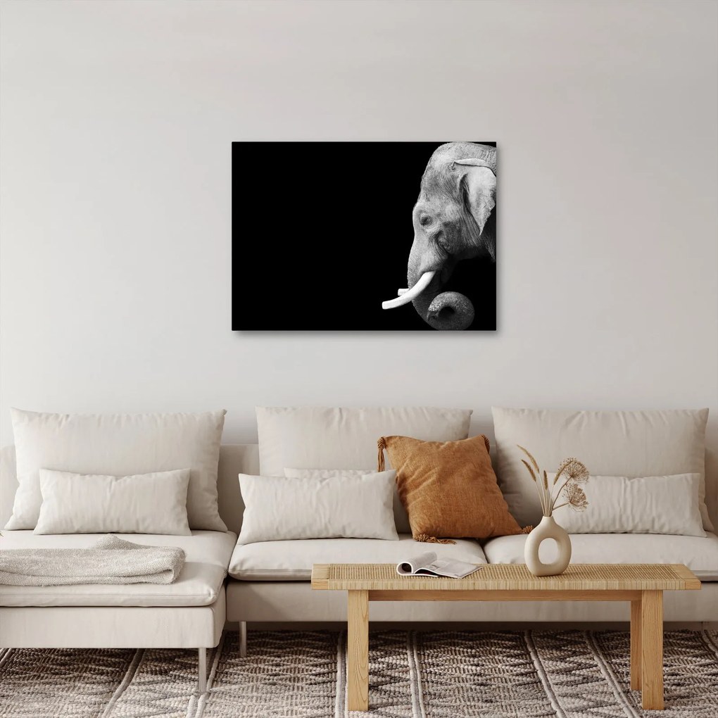 Obraz - Slon (70x50 cm)