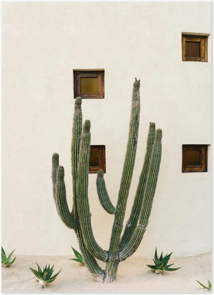 Plagát Cabo Cactus IX