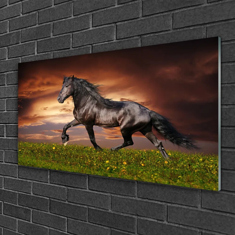 Obraz na skle Čierny kôň lúka zvieratá 120x60 cm