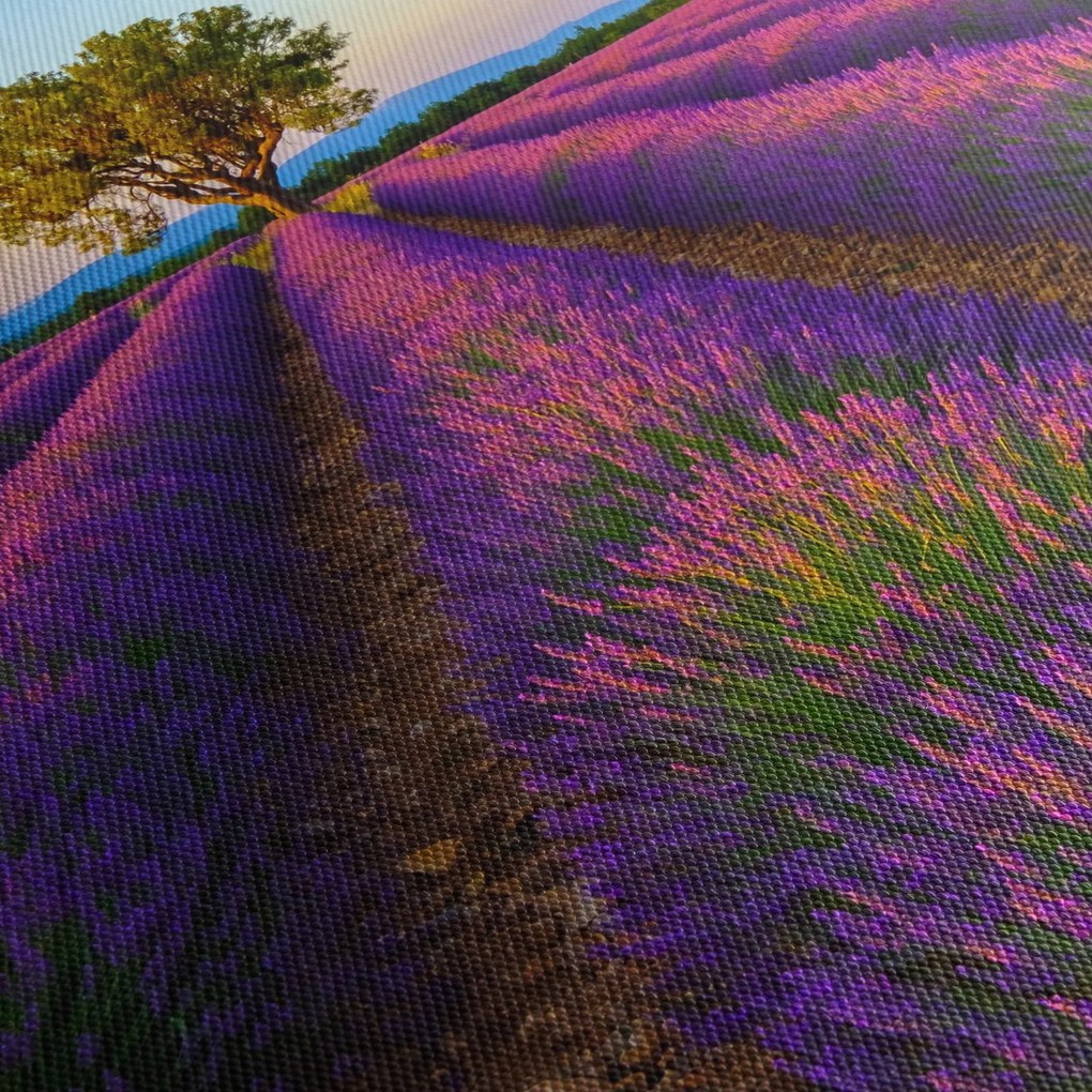 Obraz - Levanduľové pole (150x105 cm)