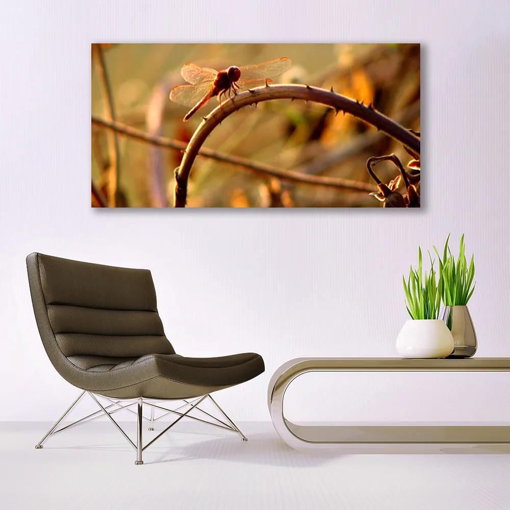Obraz na akrylátovom skle Vážka príroda rastlina 120x60 cm