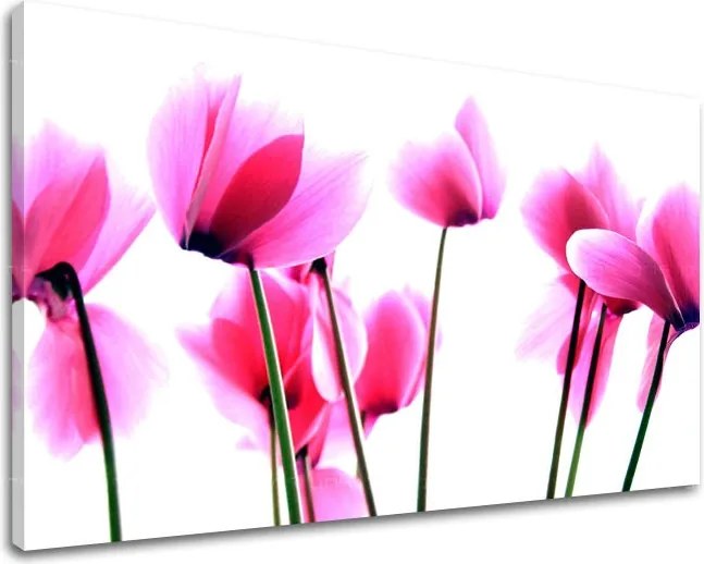 Obraz na stenu KVETY XOBKV129E11 - 80x120 cm