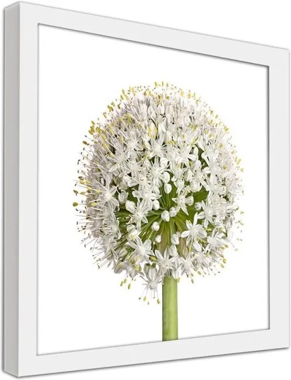 CARO Obraz v ráme - White Flower Of Garlic Biela 20x20 cm