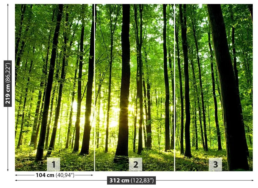 Fototapeta Vliesová Zelený les 250x104 cm